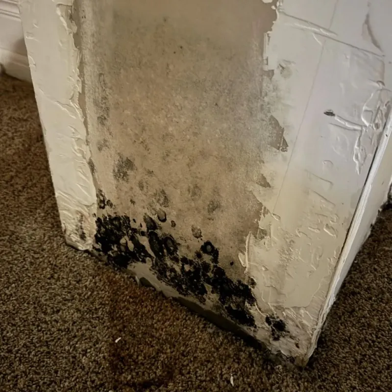 Professional Mold Removal in Chester, GA